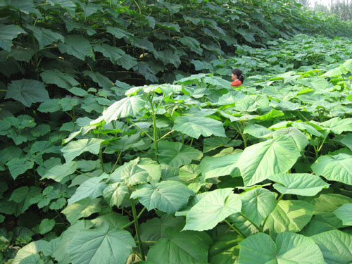 paulownia