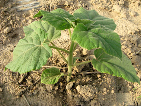 Selecting seedlings for afforestation