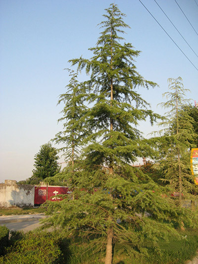 Pine--vigorous growth of the leader branch