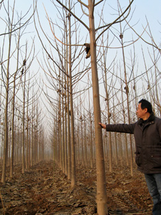 Forest plantation of having grown for 2 years