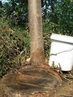 Sapling germination after cutting