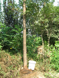 Sapling germination after cutting