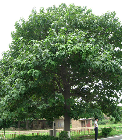 Wide crown paulownia