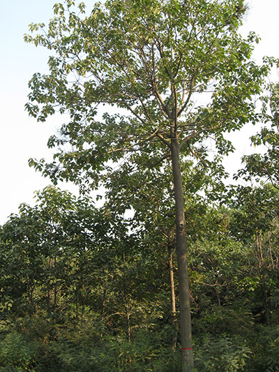 Narrow crown paulownia