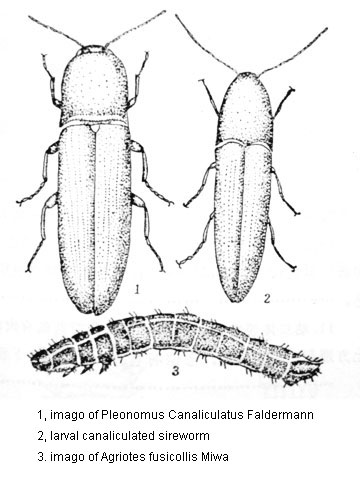 Primary Pests Of Paulownia