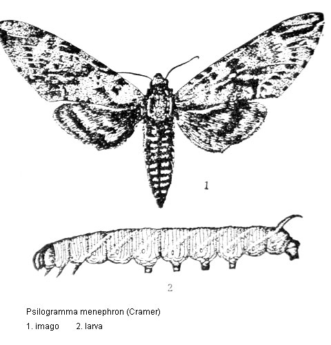 Primary Pests Of Paulownia