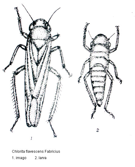 Primary Pests Of Paulownia