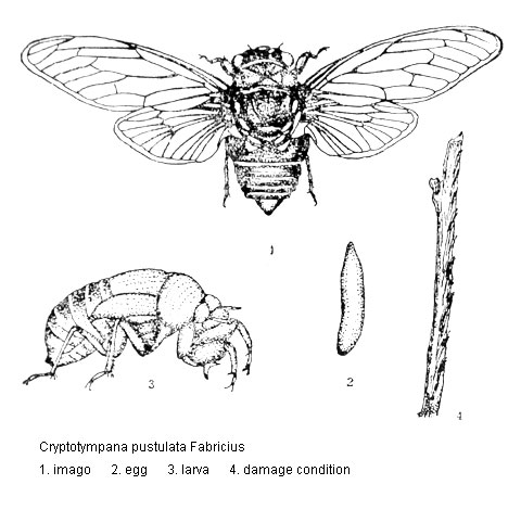Primary Pests Of Paulownia