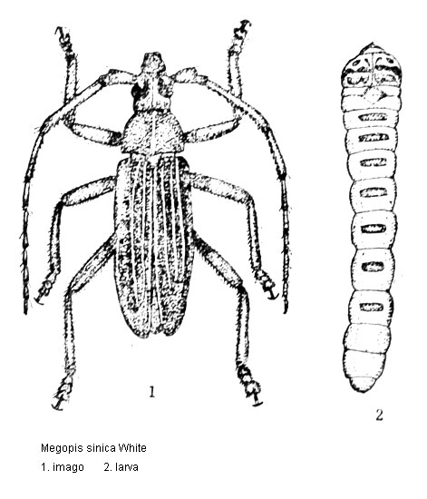 Primary Pests Of Paulownia