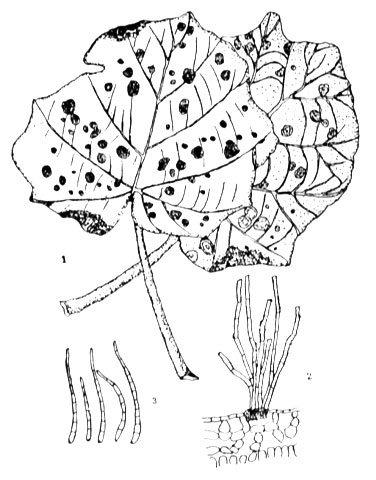 Primary Diseases Of Paulownia