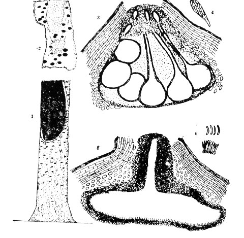 Primary Diseases Of Paulownia