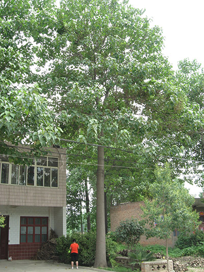 Artificial-crossing-type paulownia