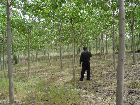 Sapling forest of natural paulownia having grown for 4 years