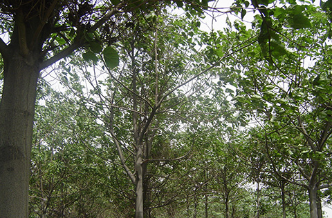 Forest plantation of the old generation artificial-crossing-type paulownia having grown for 7 years