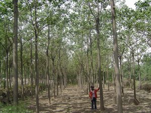 Afforestation characteristics of a new generation of artificial-crossing-type