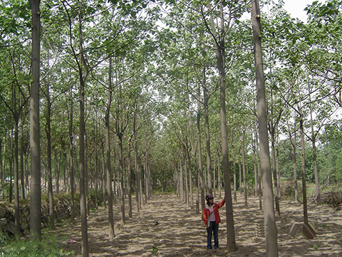 Sapling forest of the new generation artificial-crossing-type paulownia having grown for 4 years