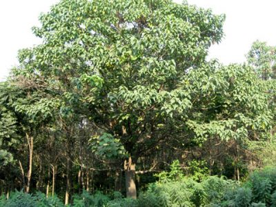 wide crown paulownia