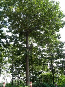 Narrow crown paulownia