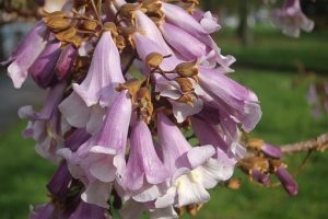Beekeepers benefit a lot from Paulownia honey