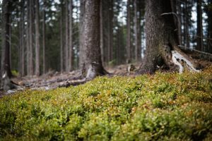 Using forests to fight climate change costs US$393 billion a year