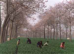 Intercropping Paulownia with other plants can increase production efficiency