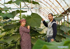 Uzbek woman applies Chinese poverty reduction experience by growing paulownia trees nationwide