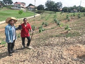 Resorts planting 1,200 Paulownia trees