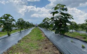 Paulownia species, environmental solution