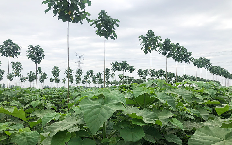 Paulownia Tree Could Become an Environmental Solution