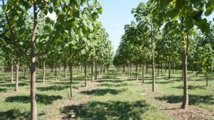 Climate change: Forestry Commission approves plantations of carbon-sucking tree species