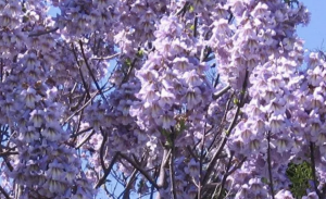 Investment in Paulownia Trees Could Assist Costa Rica’s Reforestation Efforts